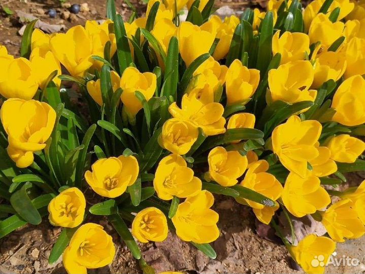 Луковицы крокусов