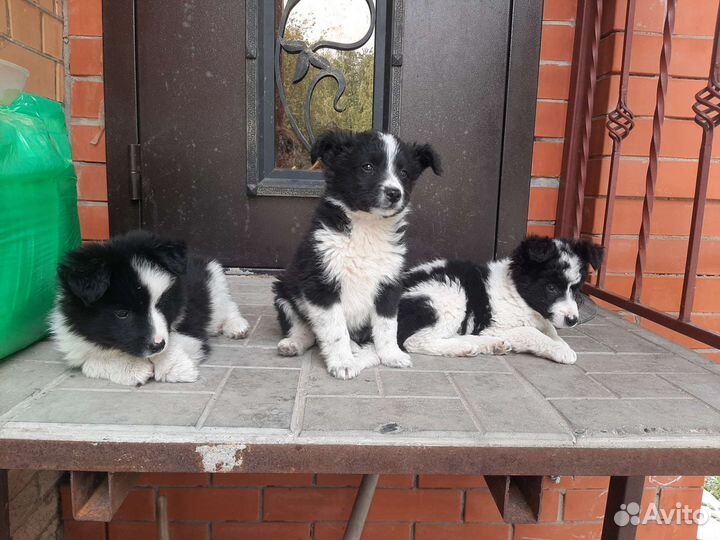 Привитые щенки с доставкой