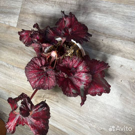 Сортовые бегонии