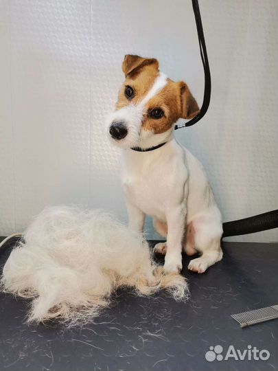 Стрижка кошек, собак