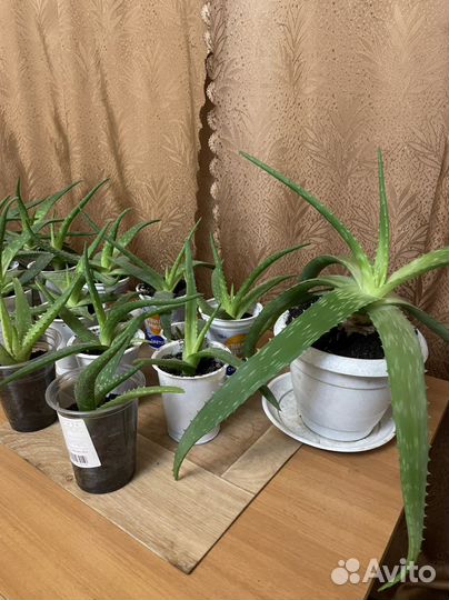 Алоэ лечебный детки