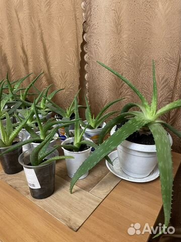 Алоэ лечебный детки