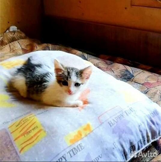 Котенок в дар