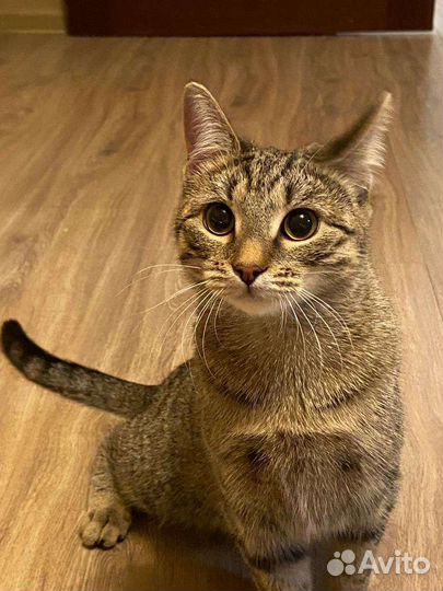 Умняшечка Утпала