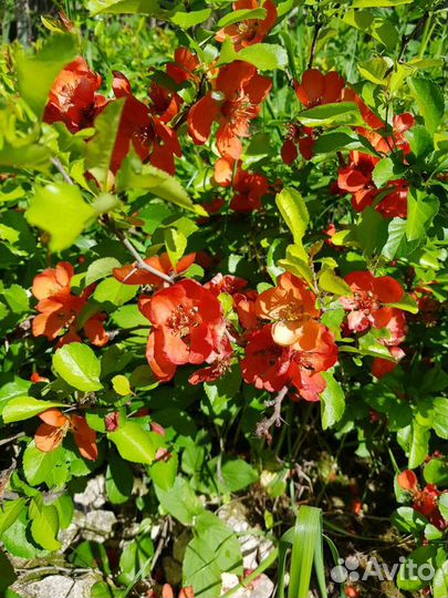 Айва Японская (хеномелес)