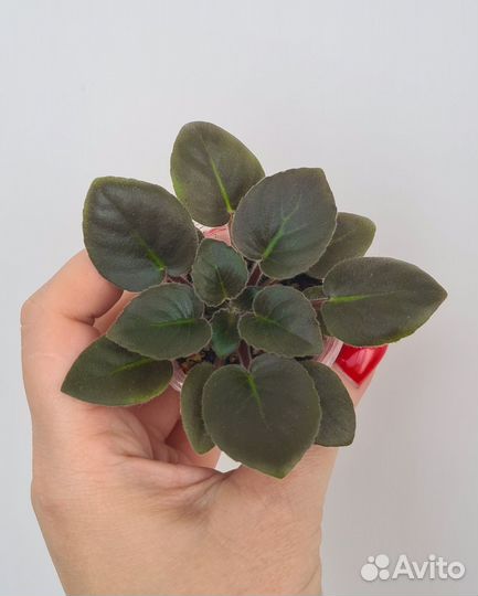 Мини фиалка 