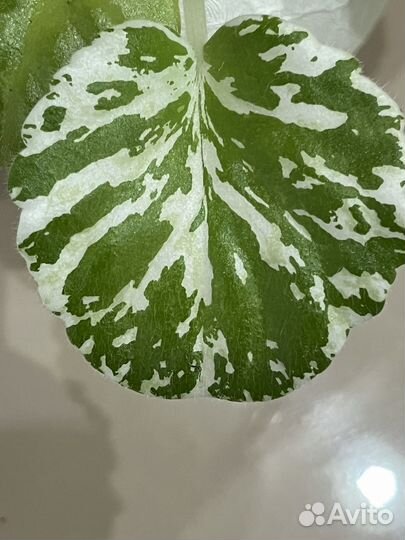 Фиалка цветущая Watermelon Smow