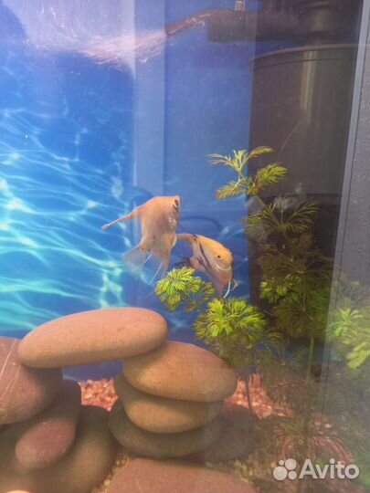 Живая рыба
