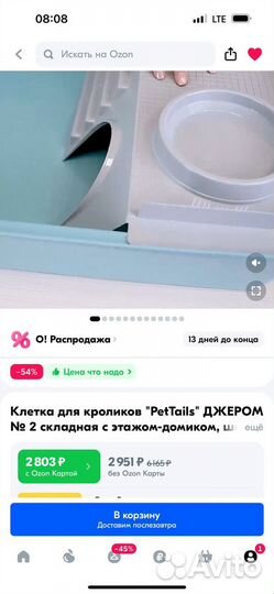 Кролик Минилоп Девочка