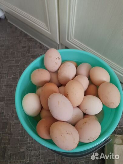 Яйца домашних кур