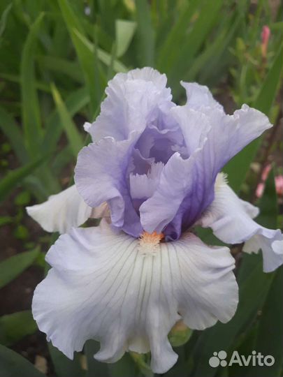 Ирисы бородатые