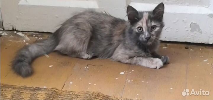 Отдам в добрые руки котят