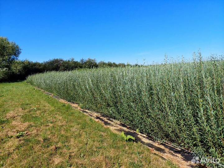 Американка гигантская