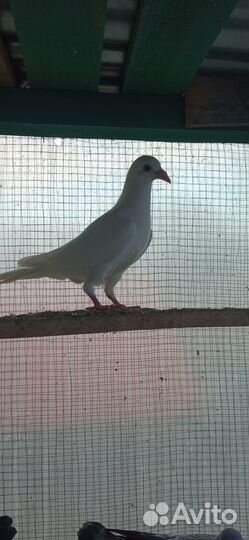 Голуби молодёж чехи