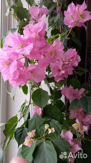 Бугенвиллия