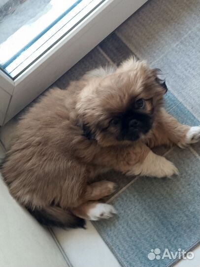 Щенок пекинеса