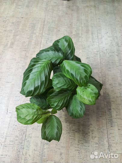 Маранты Лемон Лайм и Сильвер бэнд