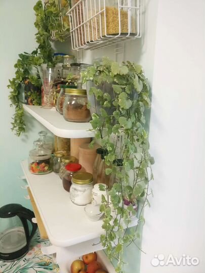 Будра вариегатная