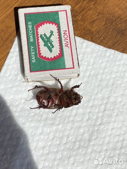 Жук носорог