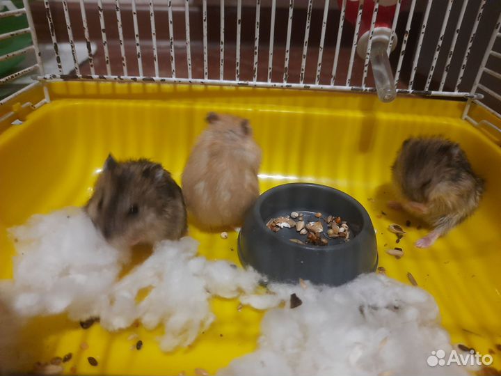 Джунгарский хомяк