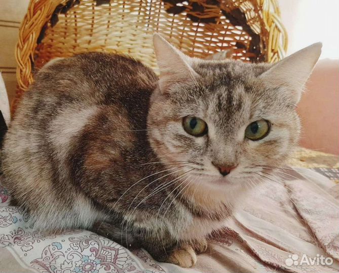 Шейла ищет дом, стерилизована