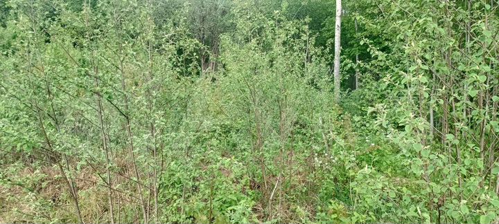 Участок 14 сот. (ИЖС)