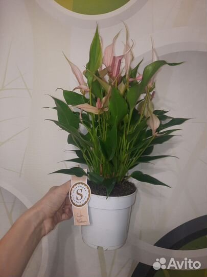 Антуриум Лили