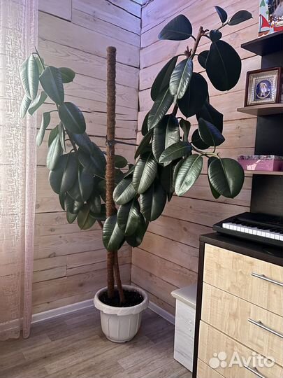 Фикус большой