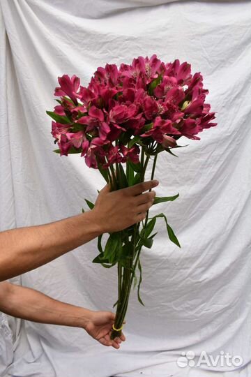 Цветы, Альстромерия оптом(розница)