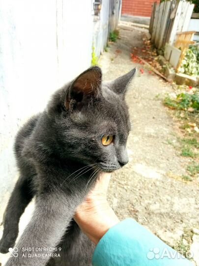 Кошечка в добрые руки
