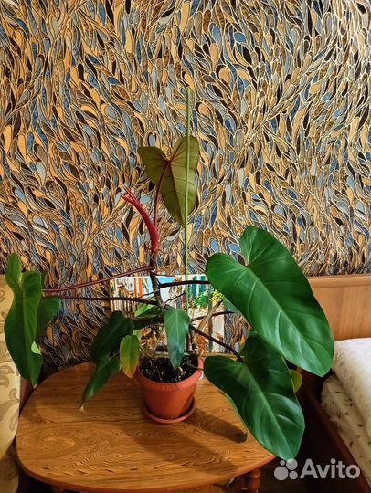 Комнатные растения