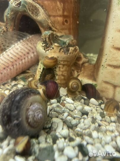 Улитки ампулярии