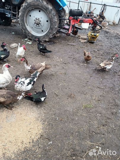 Утки, петухи легорны