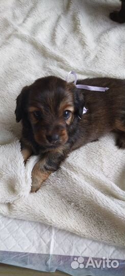 Длинношерстная такса