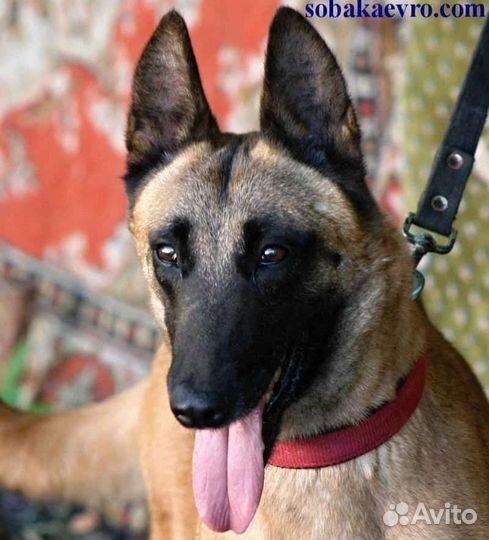 Щенки бельгийской овчарки малинуа