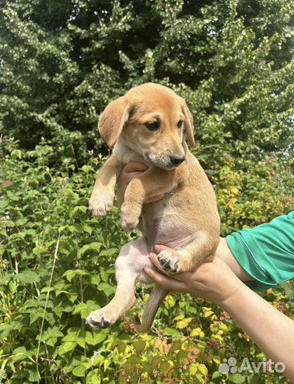 Щенок вырастет небольшим