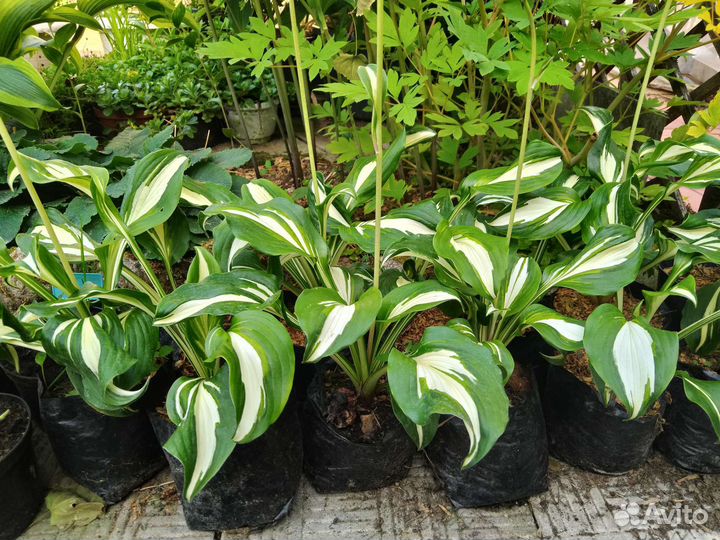 Хосты разные