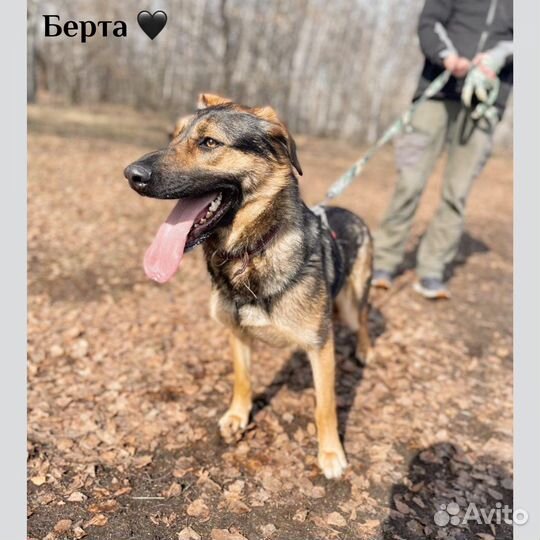 Берта очарочка ждет свою семью в приюте