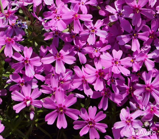 Флокс шиловидный