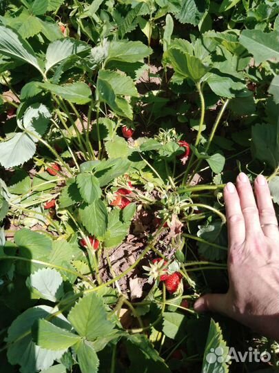 Саженцы клубники 