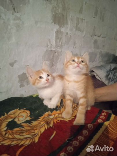 Кошка в дар