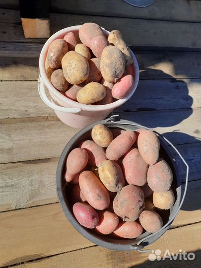 Картофель домашний