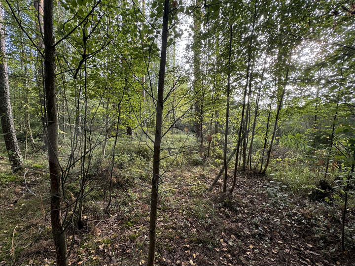 Участок 15 сот. (ИЖС)