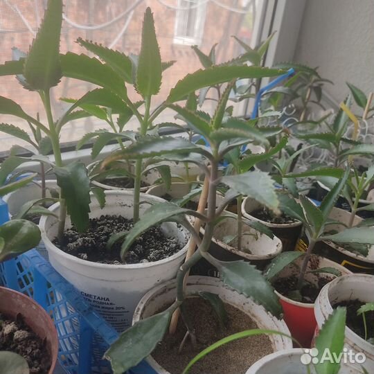 Каланхоэ лечебное