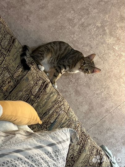 Кошка