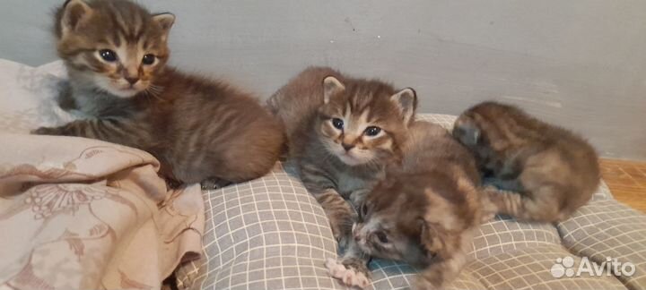 Котята в добрые руки