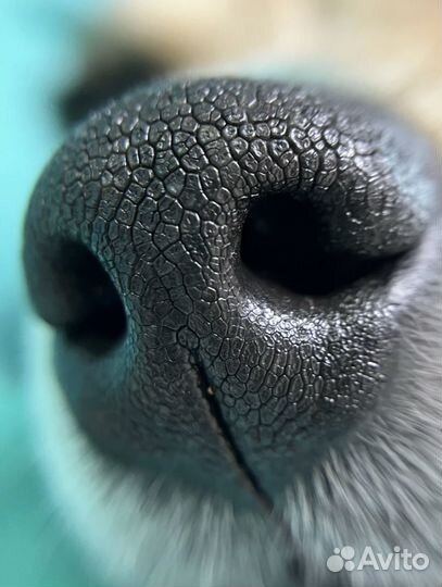 Микролинза для телефона