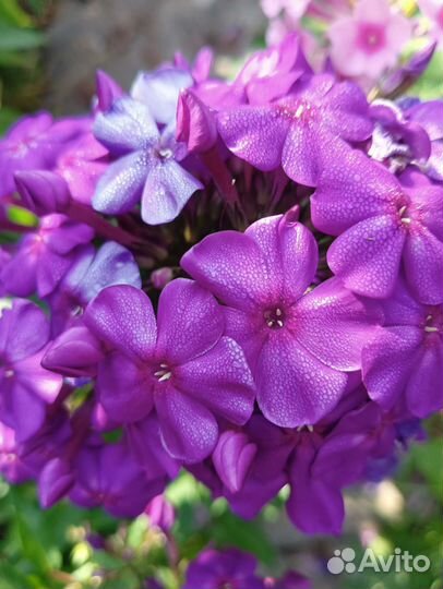 Флоксы многолетние более 70сортов