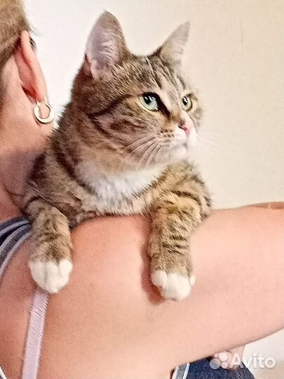 Кошечка -Шпротика в дар