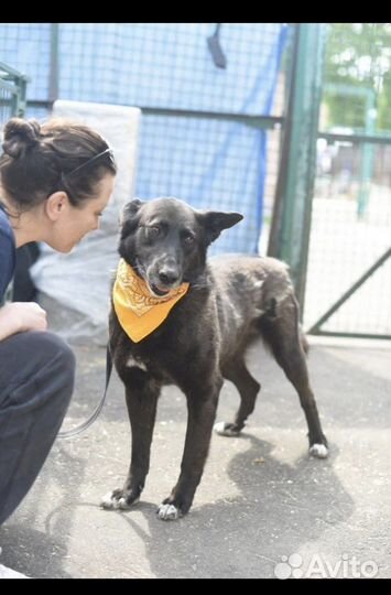 Отдам в добрые руки собаку Грэм
